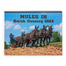 Mules Amish Country 2023